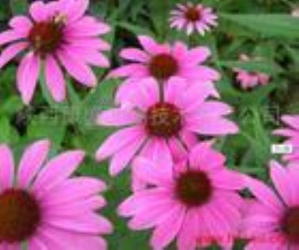 Echinacea Herb P.E.